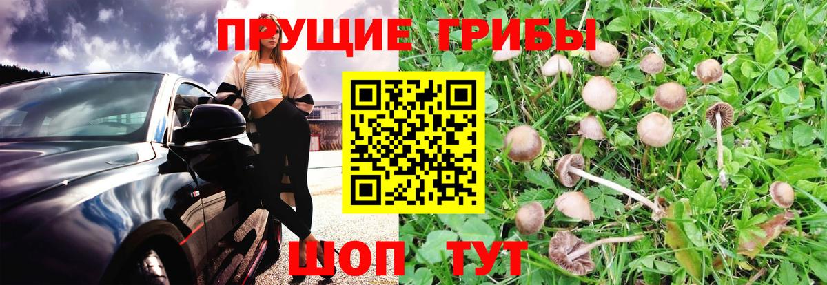 Галлюциногенные грибы Psilocybe Солнечногорск